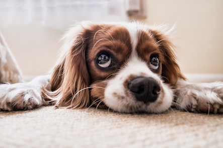 Hund Hund